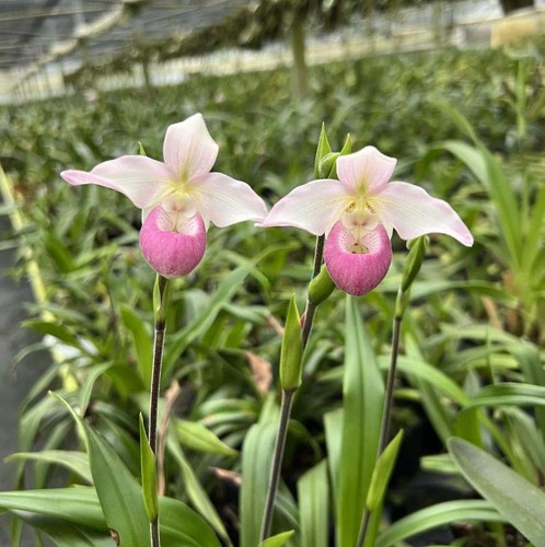 1crescita orchidea - 1crescita,