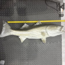 34" Striped Bass Full Mount