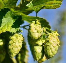 50 Semi di HUMULUS LUPULUS