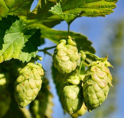 Semi humulus lupulus - 50,
