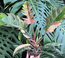 Grande pianta di Philodendron