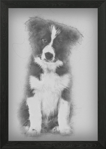 Border collie cucciolo - collie, wee