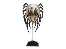 Granchio a ferro di cavallo