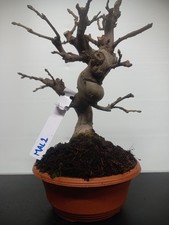 Bonsai di melo Ciotola ML2