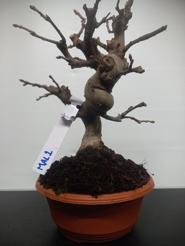 Bonsai melo ciotola ml2 - di,