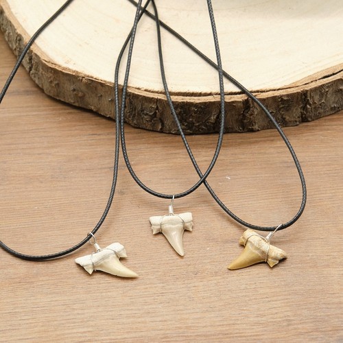 Otodus shark tooth - otodus,