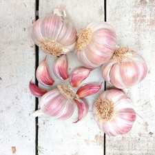 SEMI AGLIO ROSA , 50 SEMI +