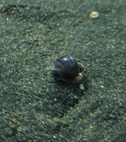 Ampullaria viola lumaca - , per