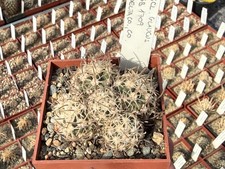 Sclerocactus glaucus SB1709 -