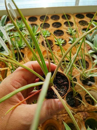 Agave ornithobroma succulenta - agave,