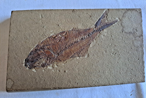 Pesce fossile diplomystus - pesce, su