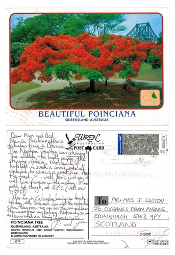 Postcard poinciana tree - postcard,