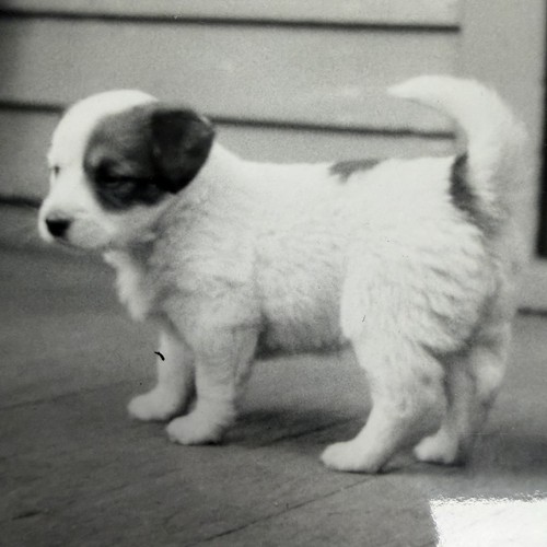 Foto istantanea vintage - , anni