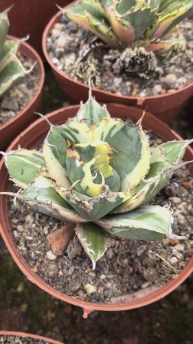 1pz agave titanota balena - 1pz,
