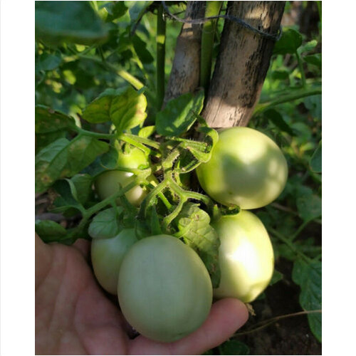 Pomodoro siccagno siciliano - pomodoro,