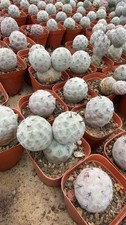 Multi teste Tephrocactus