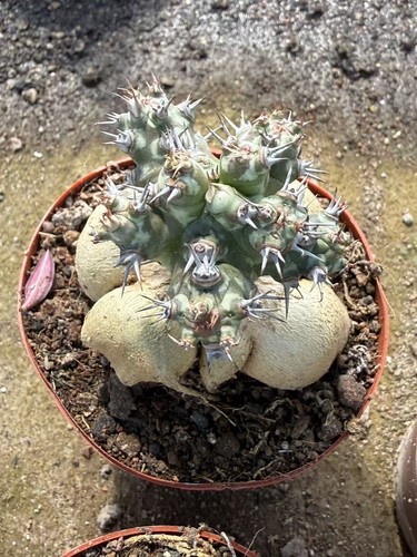 Euphorbia horwoodii multi - euphorbia,
