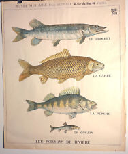 Lotto 4 stampe  incisioni + litografia vari soggetti: pesci uccelli fiori