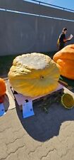 Atlantic Giant semi di zucca gigante 433,8 kg 956,4 libbre