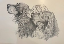 Gordon Setter Irlandese