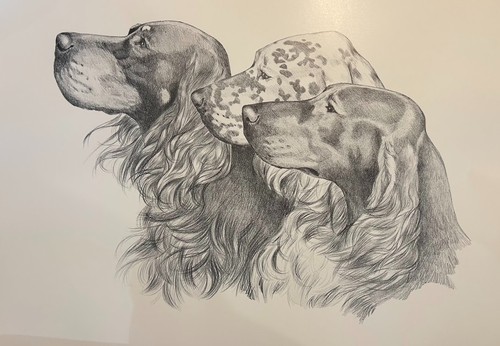 Gordon setter irlandese - gordon,