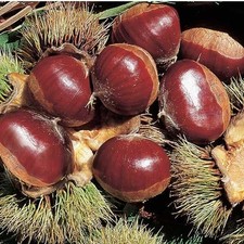 1 PIANTA DI CASTAGNO BOUCHE DE BETIZAC CASTAGNE FRUTTI GROSSI