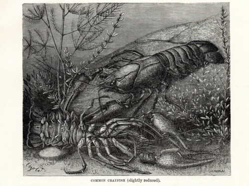 Gambero 1894 crostacei stampa - 1894,