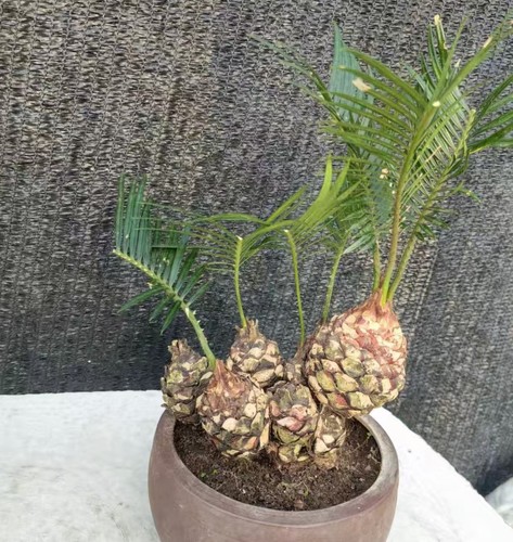 Cycas revoluta thunb giappone - thunb,