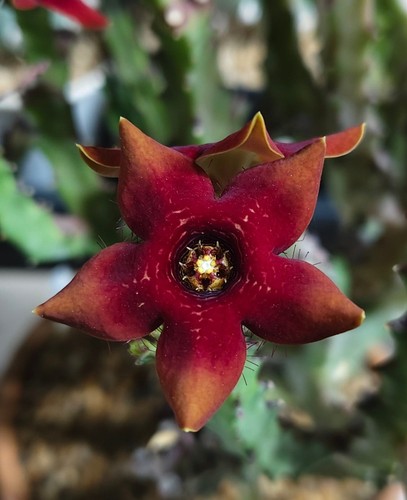 Caralluma lúcifer clone - lúcifer,