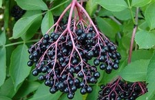 20 semi sambuco SAMBUCUS NIGRA