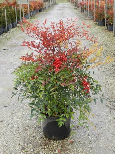 Nandina domestica bambu - domestica, "bambu'
