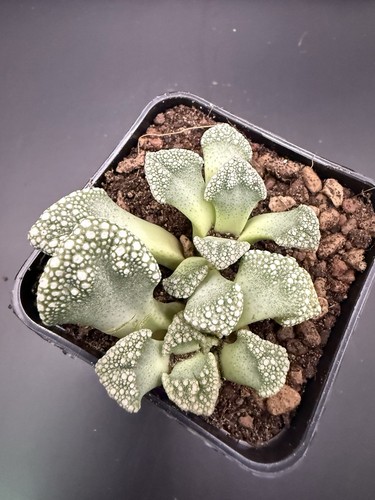 Titanopsis calcarea green - titanopsis,