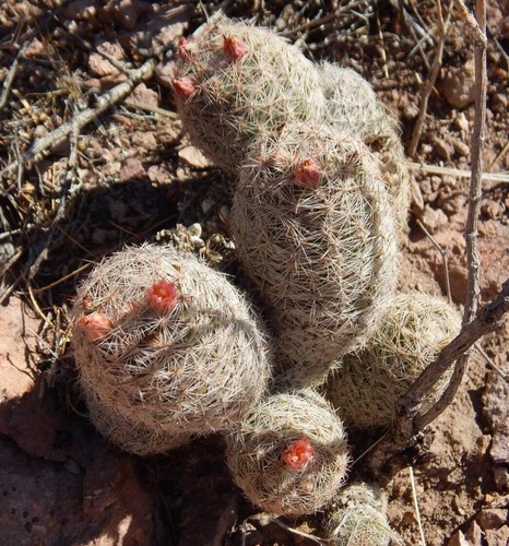 Escobaria chihuahuensis 100