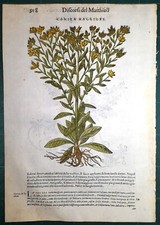 Stampa antica MATTIOLI