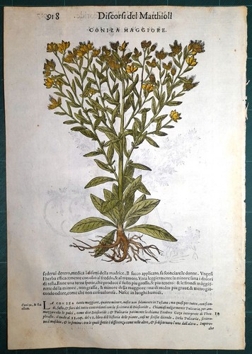 Stampa antica mattioli - stampa,