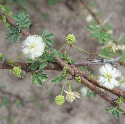 Planifrons acacia spina - planifrons,