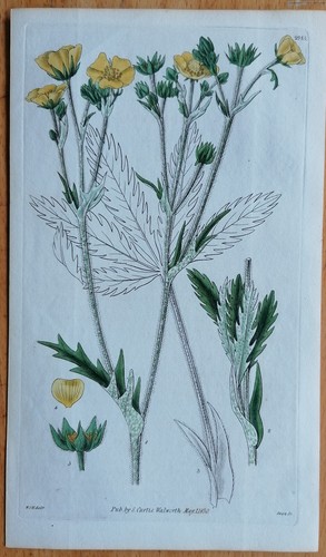 Potentilla gracilis stampa - potentilla,