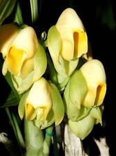 Catasetum (Orchidea) – 10