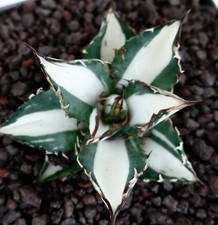 Agave titanota cv SQUALO BIANCO VARIEGATO MEDIOPICTA -