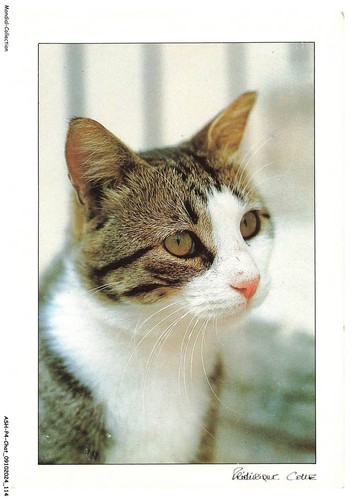Ashp4 0257 gatto - ritratto, di
