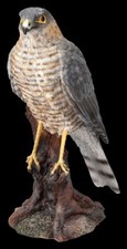 Statua rapace - sperone -