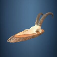 175CAM Trofeo di caccia di camoscio 22cm