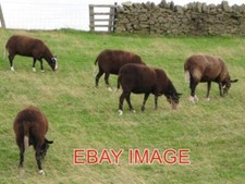PHOTO  ZWARTBLES SHEEP THIS BREED WAS ADOPTED BY THE DUTCH RARE BREED SURVIVAL T