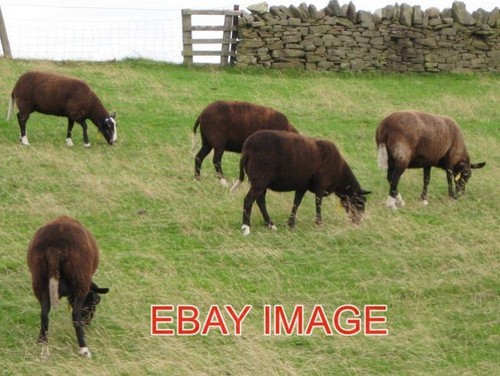Photo zwartbles sheep this - photo,