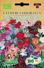 Biologico Lathyrus Odoratus Semi di Piselli Dolci 3 g