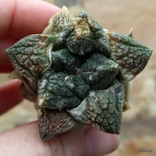 K070 ariocarpus special price - ariocarpus,