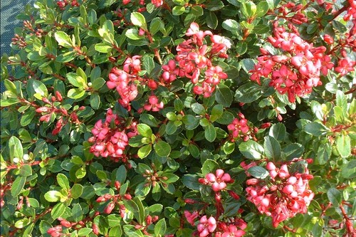 Pianta escallonia red - escallonia, 'red