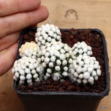 Mammillaria gracilis cv. oruga