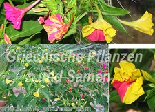 🔥 Fiore miracoloso