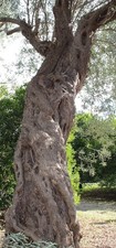 Ulivo Varie Metrature E
